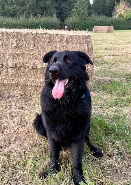 Pudsey Junior — photo 2