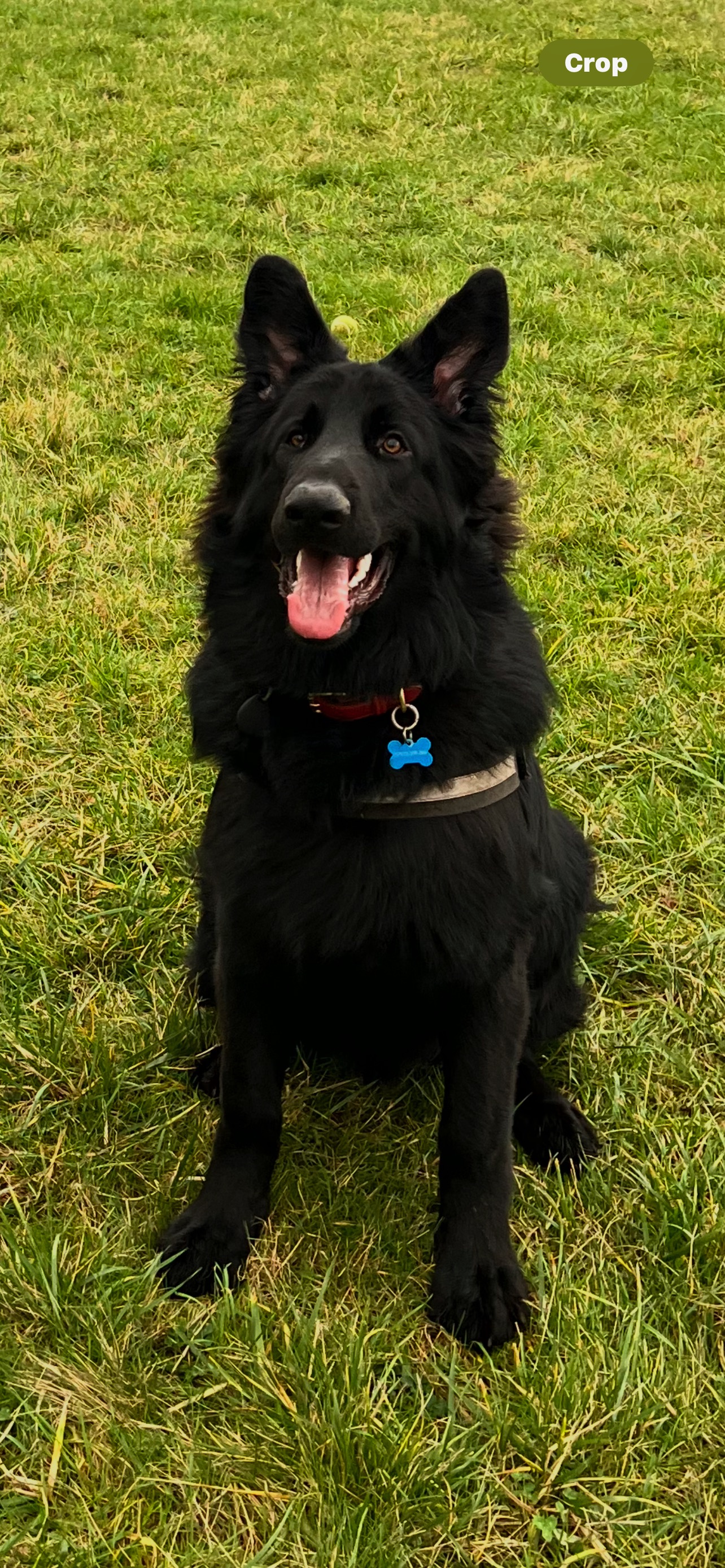 Pudsey Junior — photo 1